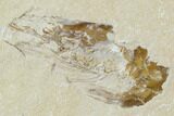 Two Cretaceous Fossil Shrimp Plate - Lebanon #107655-2